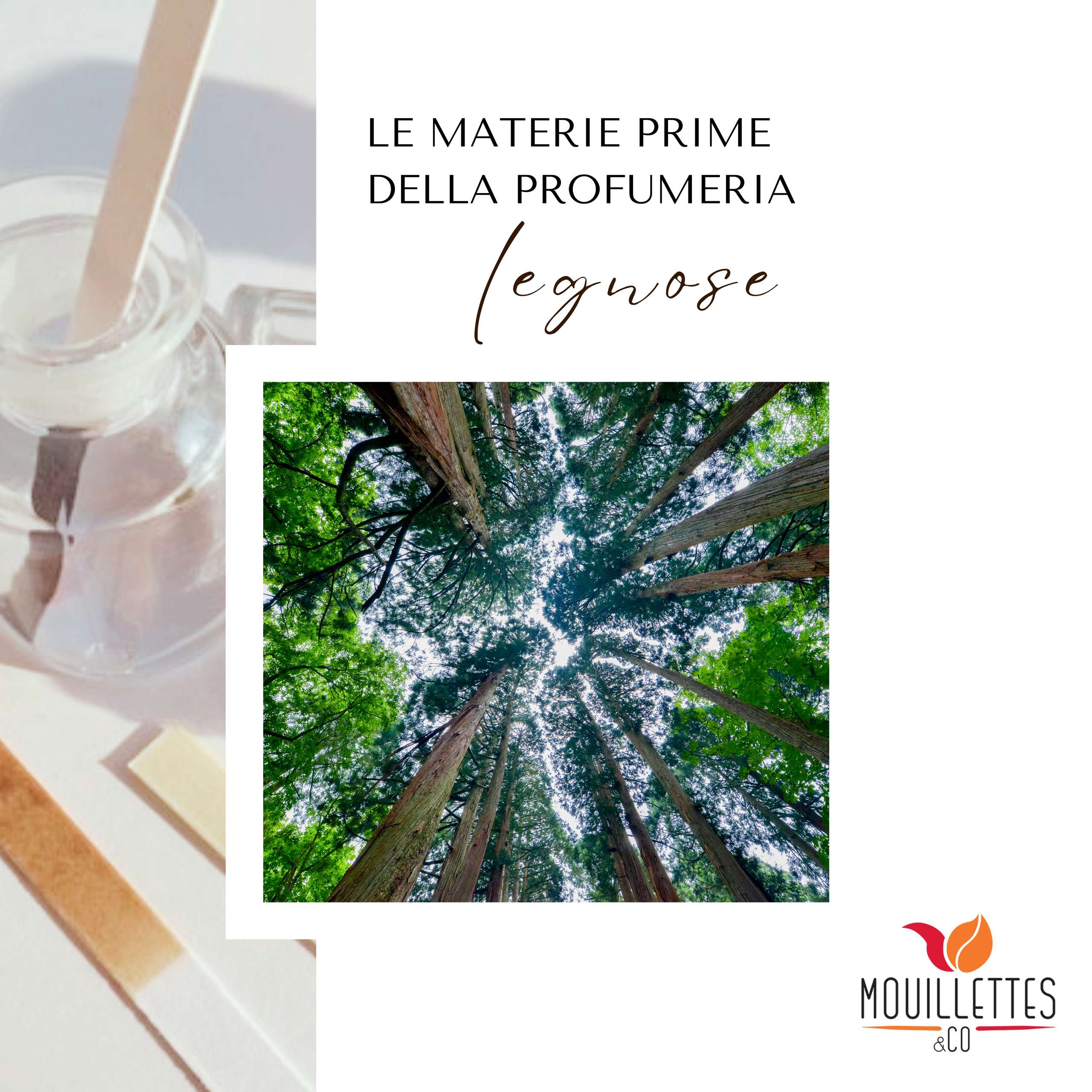 le materie prime della profumeria - legnose | mouillettes & co.