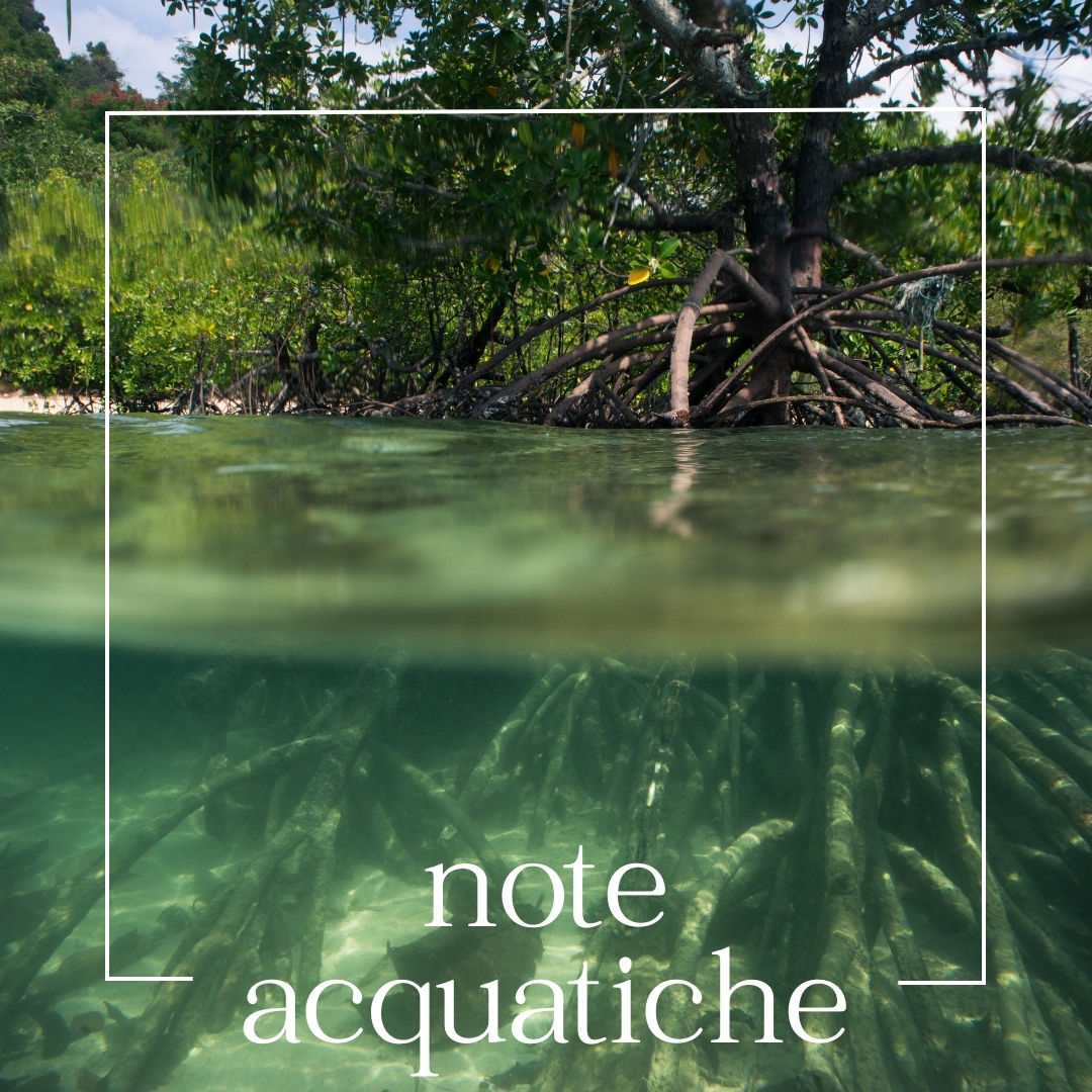acquatiche note acquatiche | mouillettes & co.