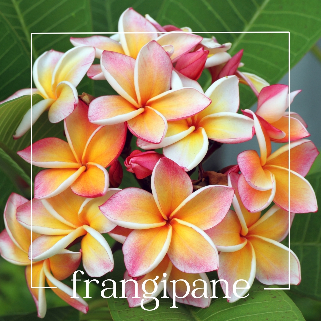 frangipane frangipane | mouillettes & co.