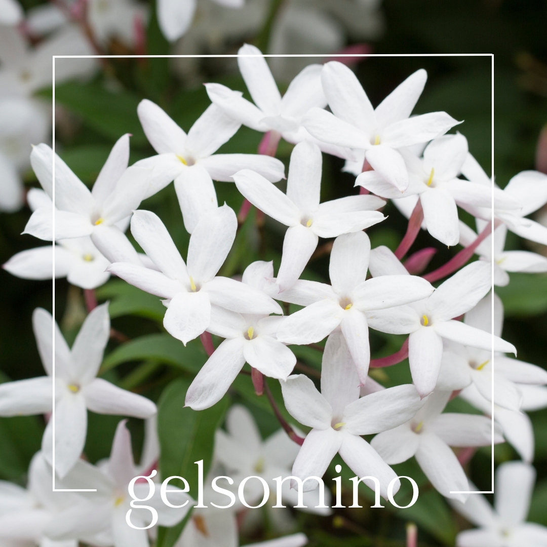 gelsomino gelsomino | mouillettes & co.
