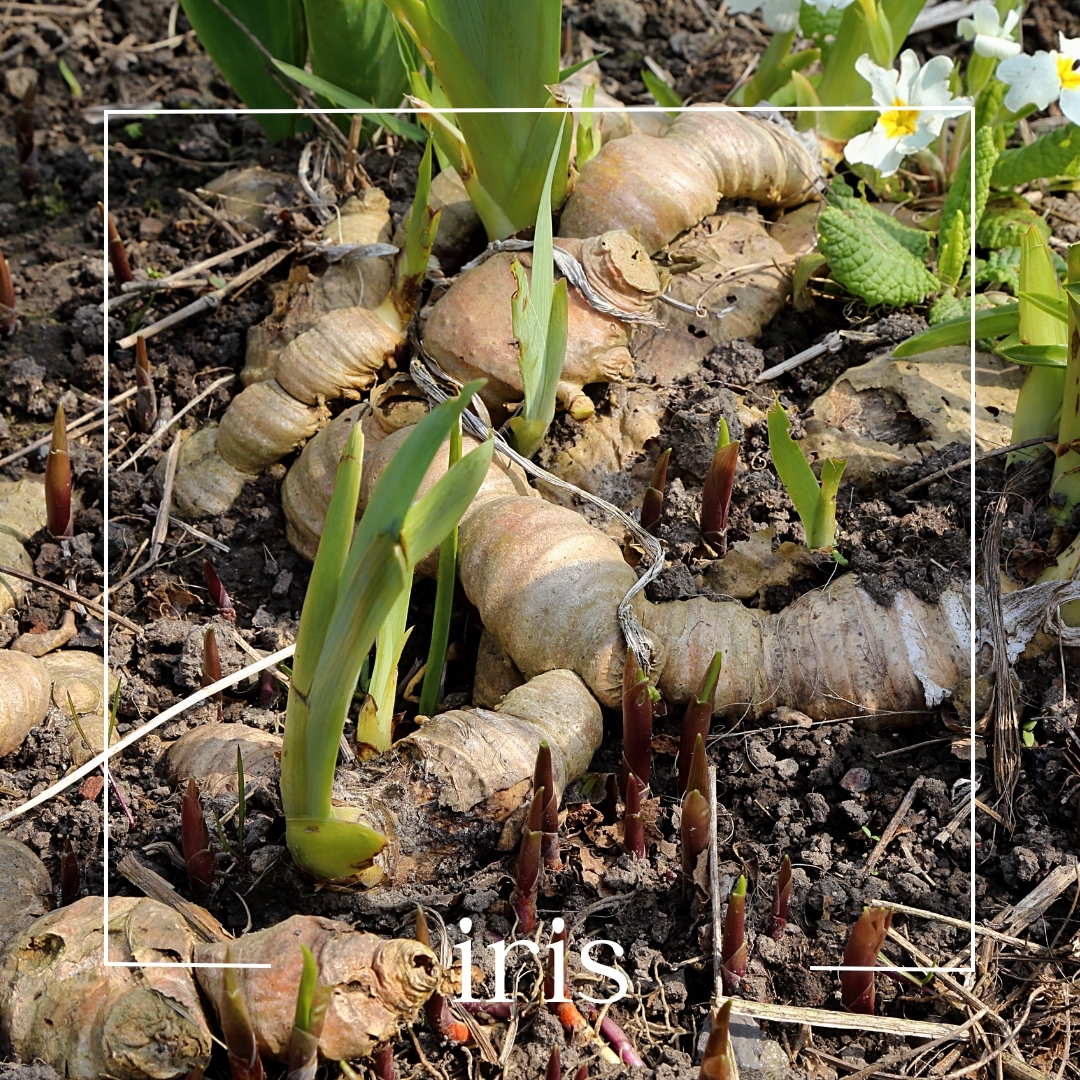 iris iris | mouillettes & co.