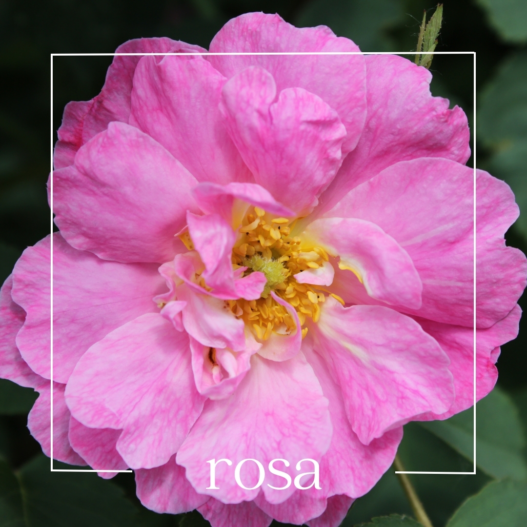 rosa rosa damascena | mouillettes & co.