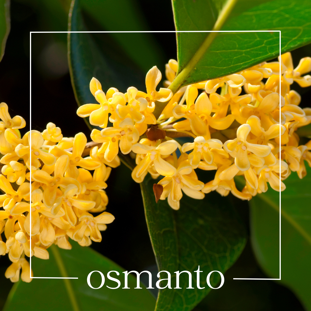 osmanto osmanto | mouillettes & co.