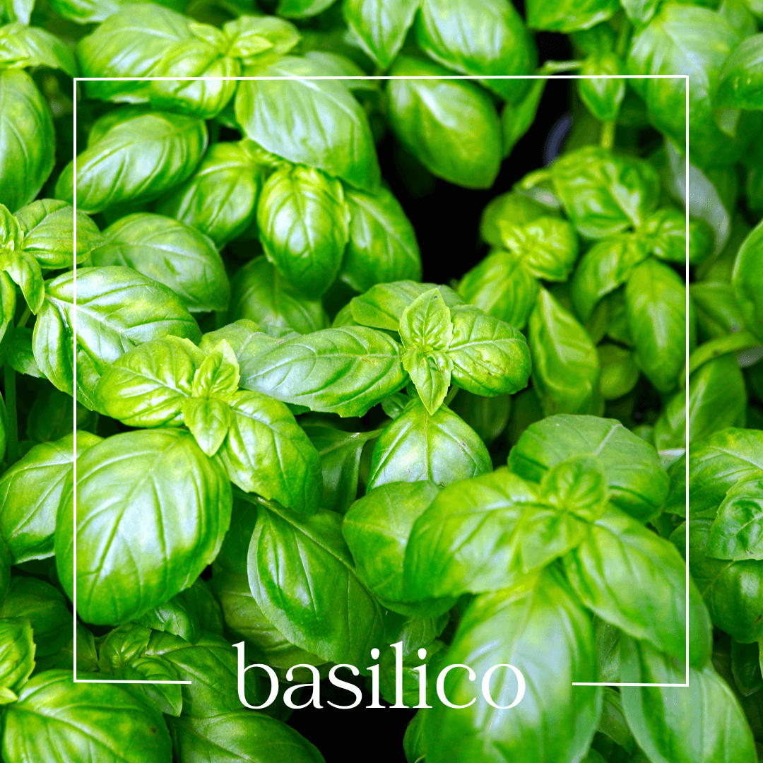 BASILICO | Mouillettes & Co