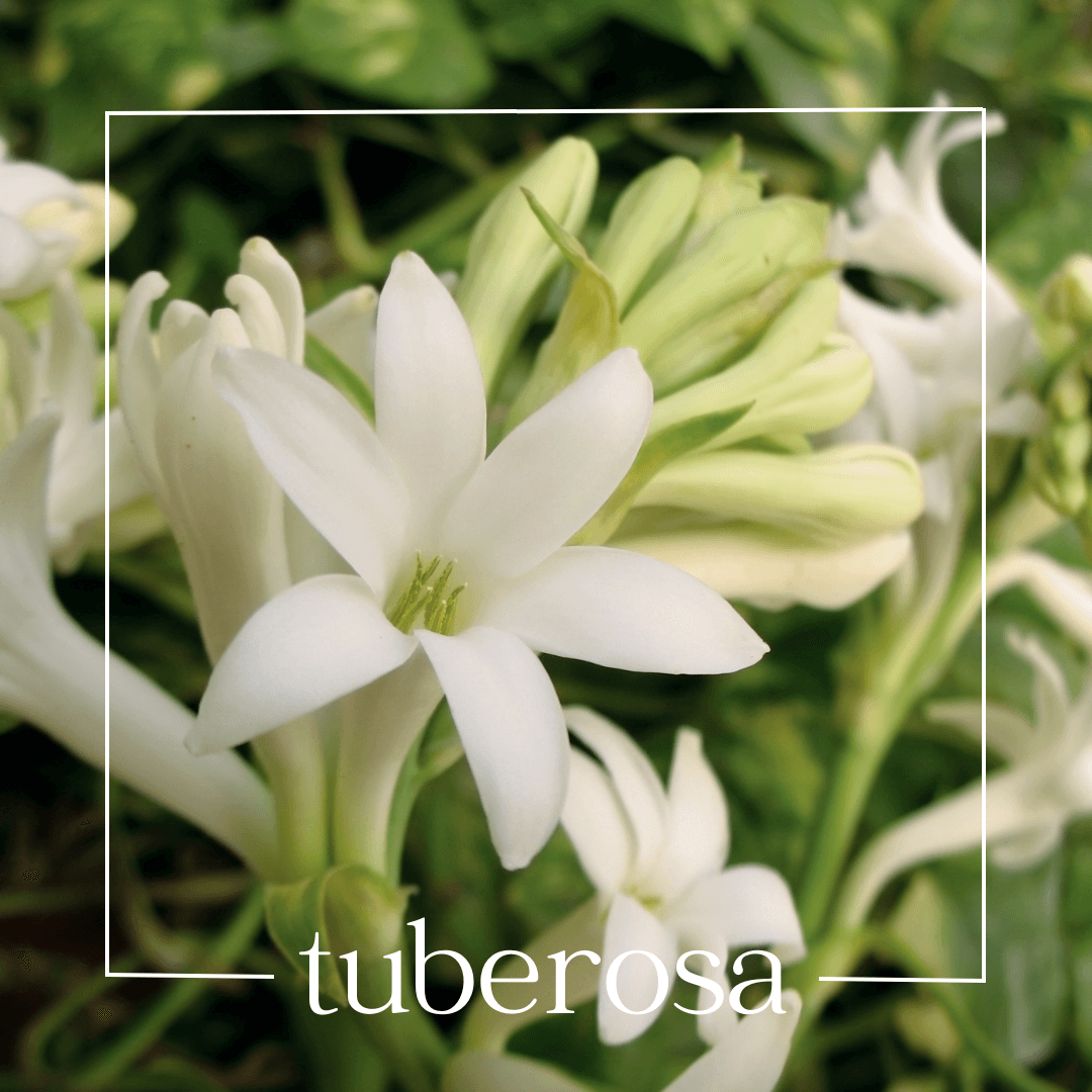 TUBEROSA | Mouillettes & Co